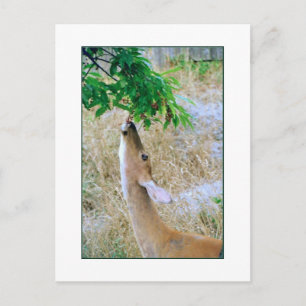 Carte postale 'White Tail Deer Eating'