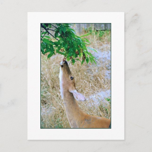 Carte postale 'White Tail Deer Eating' (Devant)