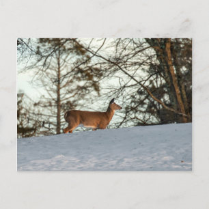 Carte Postale White Tailed