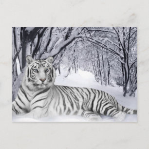 Carte Postale White TIger