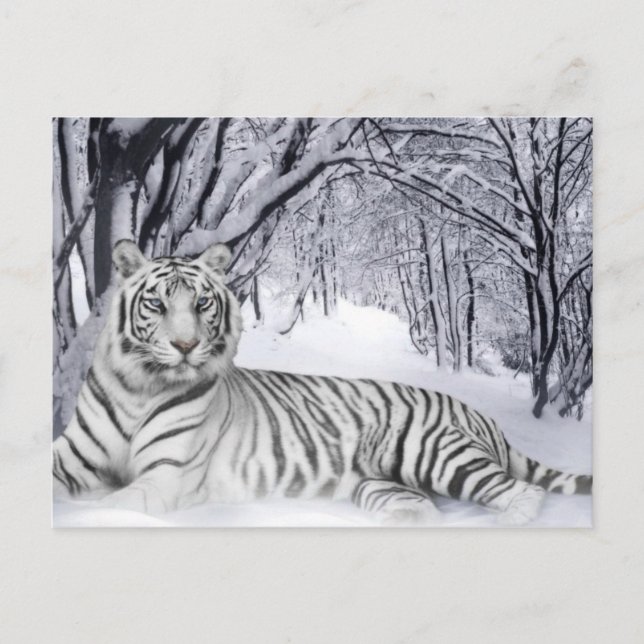 Carte Postale White TIger (Devant)