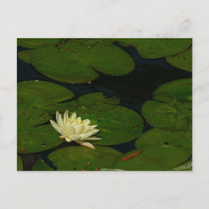 Carte Postale White Waterlily I Peaceful