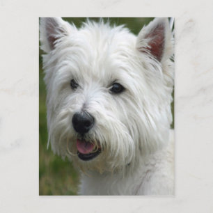 Carte postale White West Highland Terrier