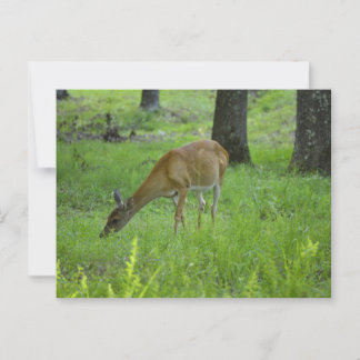 Carte Postale Whitetail Deer