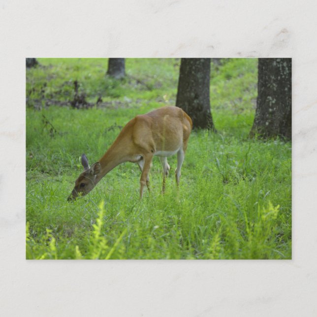 Carte Postale Whitetail Deer (Devant)