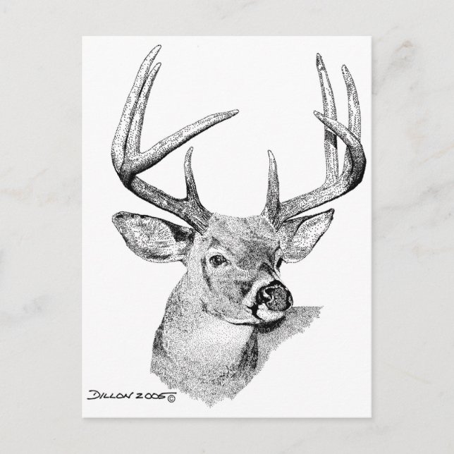 Carte Postale Whitetail Deer (Devant)