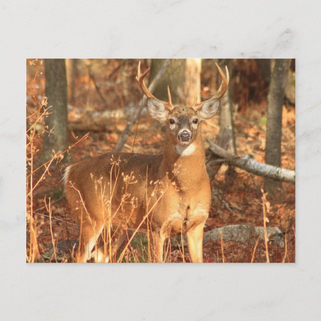 Carte Postale Whitetail Deer Buck (Devant)