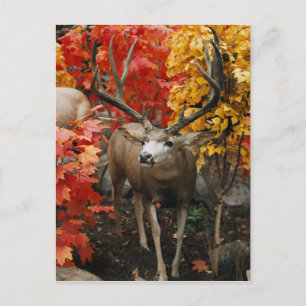 Carte Postale Whitetail En Automne