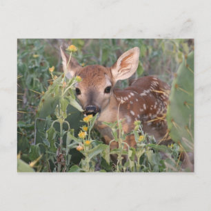 Carte Postale Whitetail Fawn