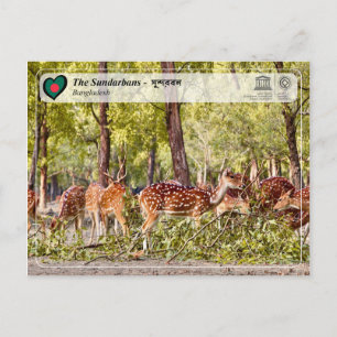 Carte Postale WHS UNESCO - Les Sundarbans