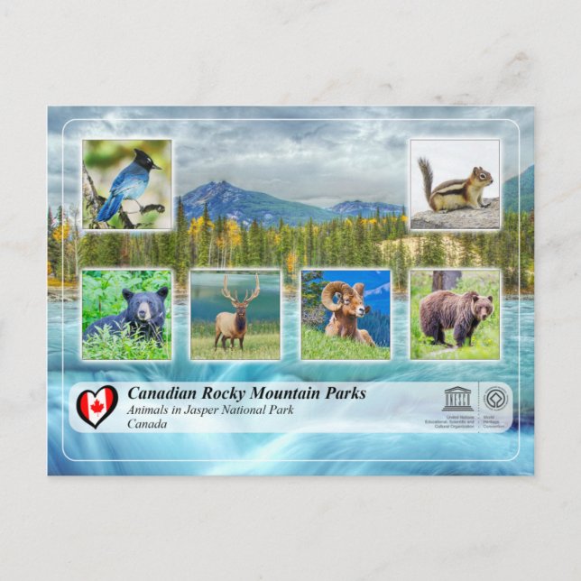Carte Postale WHS UNESCO - Parc national du Jasper (Devant)