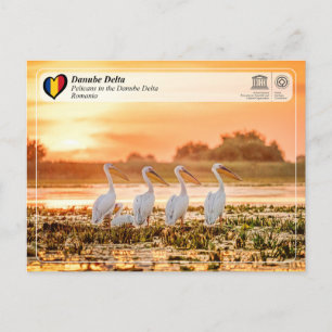 Carte Postale WHS UNESCO - Pélicans dans le delta du Danube