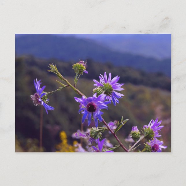 Carte postale Wild Asters (Devant)