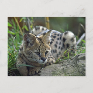 Carte Postale Wild Bobcat