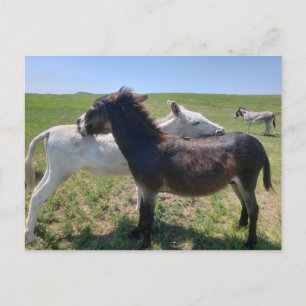 Carte Postale Wild Burros, Custer State Park, Dakota du Sud