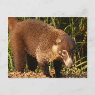 Carte postale Wild Coati Mundi