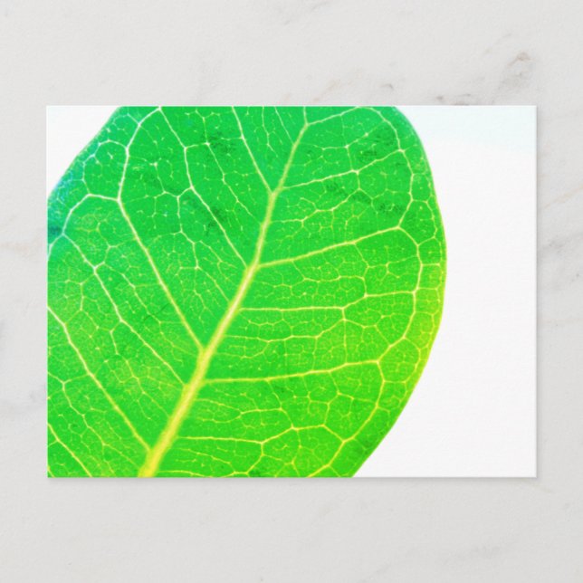 Carte Postale Wild Fig Rich Green Leaf Texture (Devant)
