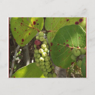 Carte postale Wild Florida Sea Grapes