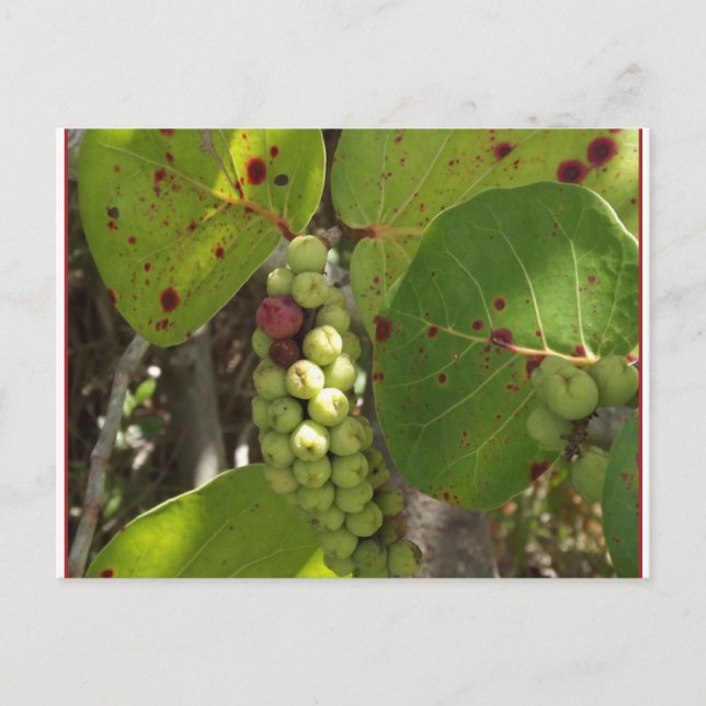 Carte postale Wild Florida Sea Grapes (Devant)