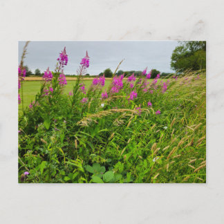 Carte Postale Wild flowers