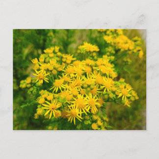 Carte Postale Wild flowers