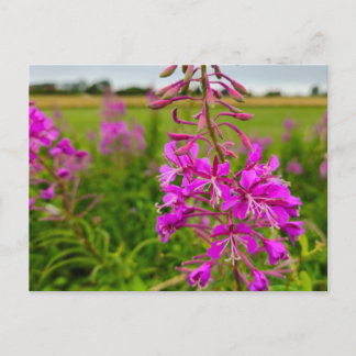 Carte Postale Wild flowers