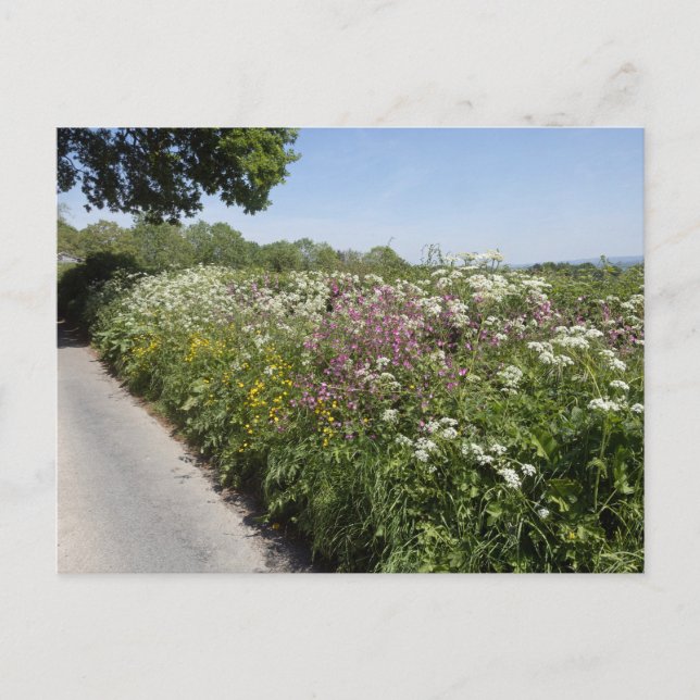 Carte Postale Wild flowers Herefordshire (Devant)