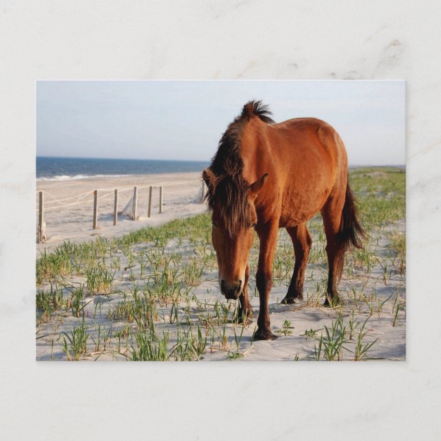 Carte postale Wild Horse, Carte postale de l'île A (Devant)