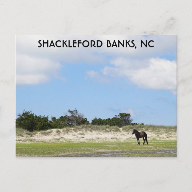 Carte Postale Wild Horse Shackleford Banks Caroline du Nord (Devant)