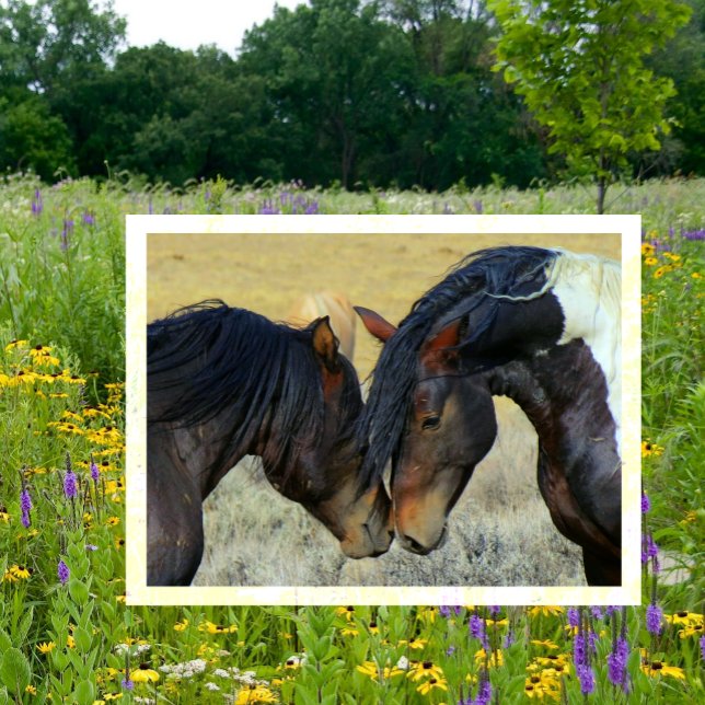 Carte postale WIld Horses Touching Noses (Créateur téléchargé)