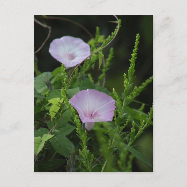 Carte postale Wild Morning Glory (Devant)