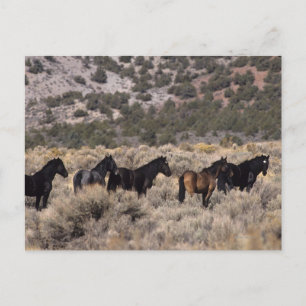 Carte Postale Wild Mustang Horses in the Desert 2