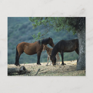 Carte Postale Wild Mustang Mare & Foal