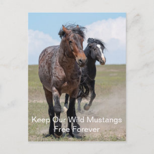 Carte postale Wild Mustangs Forever