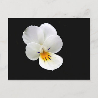 Carte postale Wild Pansy