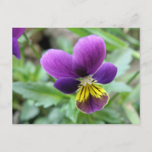 Carte postale Wild Pansy