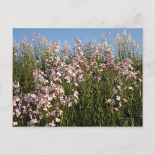 Carte postale "Wild Phlox"