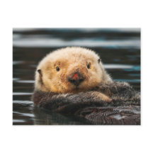 Carte postale Wild Sea Otter Portrait