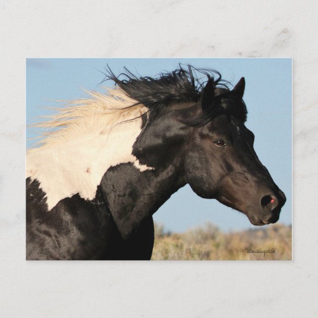 Carte postale Wild Stallion (Devant)