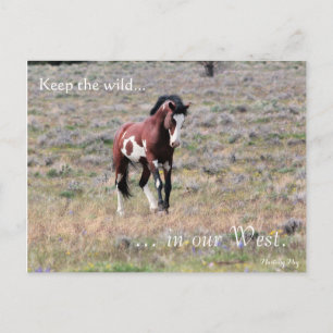 Carte Postale Wild Stallion, Pré-adressé : Sec de l'intérieur