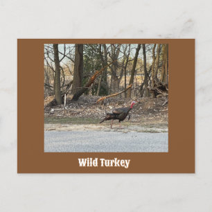 Carte postale Wild Turkey
