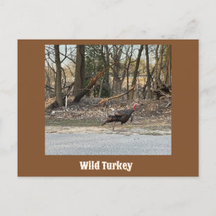 Carte postale Wild Turkey