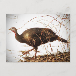 Carte postale Wild Turkey