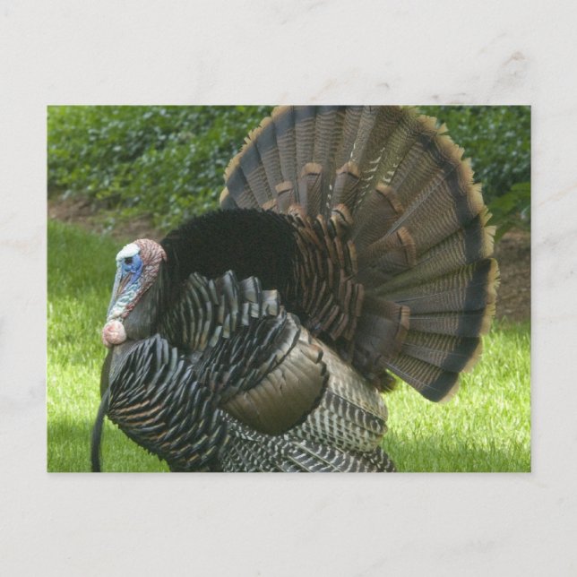 Carte postale Wild Turkey (Devant)