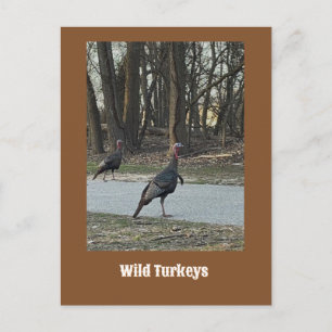 Carte postale Wild Turkeys