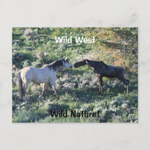 Carte Postale Wild West Wild Nature Amusante Cheval et orignal
