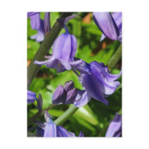 Carte postale Wild Woodlands Bluebell Fleurs