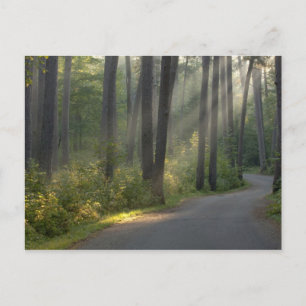 Carte Postale Wilderness Drive, parc d'état d'Itasca,