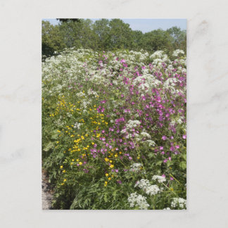 Carte Postale Wildflowers in a Hedgerow Herefordshire England