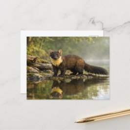 Carte Postale Wildlife Pine Marten Forest Stream 